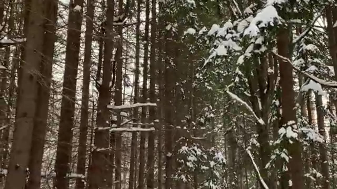 Beautiful Winter Forest Crunchy Snow Walk ASMR #Shorts