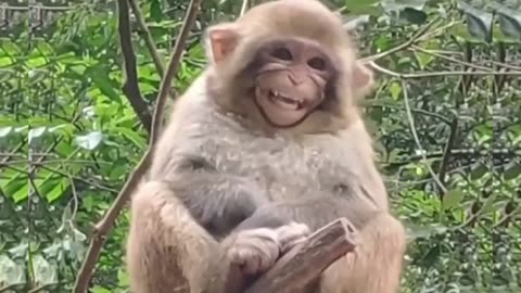 The laughter of these cute pets is so healing. See it again and again