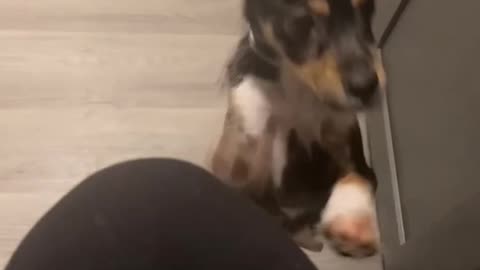 Dog Walks on Two Legs to Ask For Fries