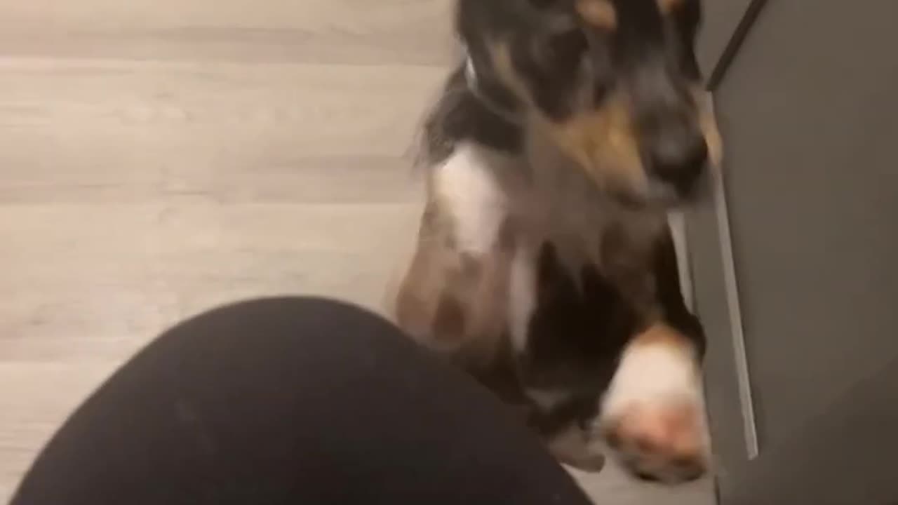 Dog Walks on Two Legs to Ask For Fries