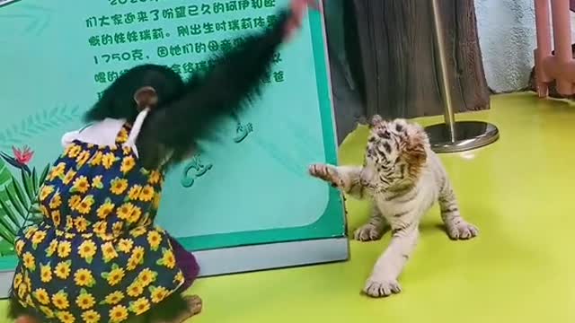 The friendship of the white tiger orangutan