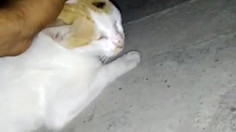 Very cute cat