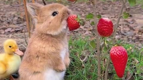 Rabbit eating strawberry 🍓 🐰