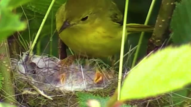 Yellow Warbler feeding worms to chicks