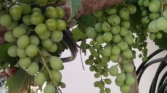 A vine full of fruit, do you like to eat grapes?