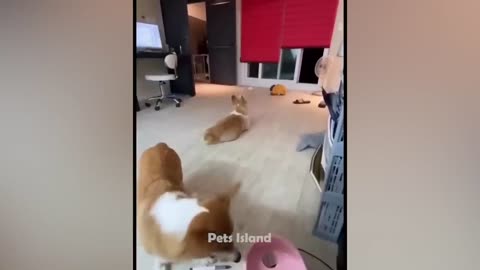 Funny and cute dogs