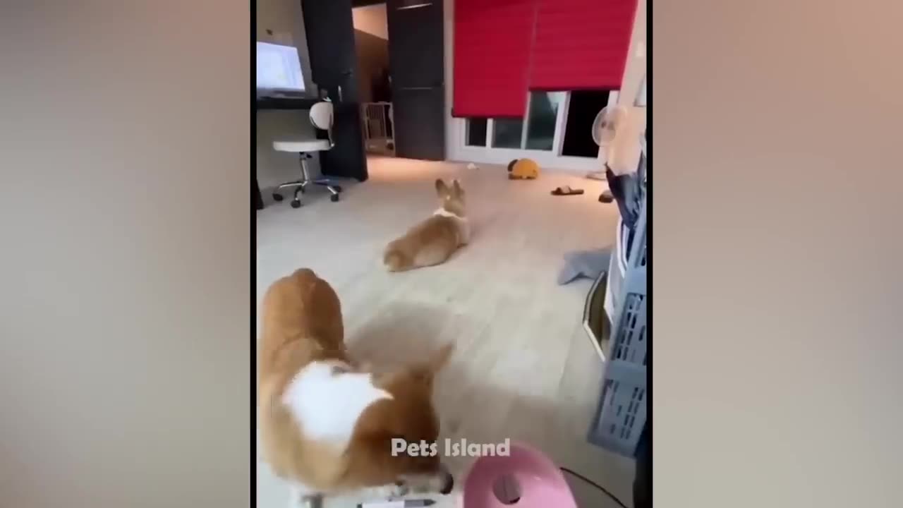Funny and cute dogs