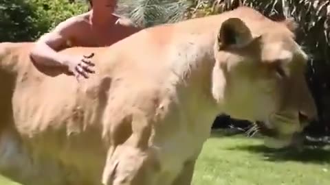 A Liger which is a cross between a male lion and a female tiger