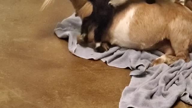funny animal videos