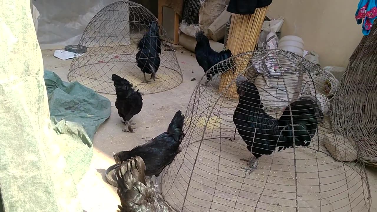 Ayam cemani breeder eating Iron food