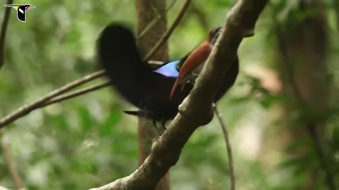 Magnificent riflebird