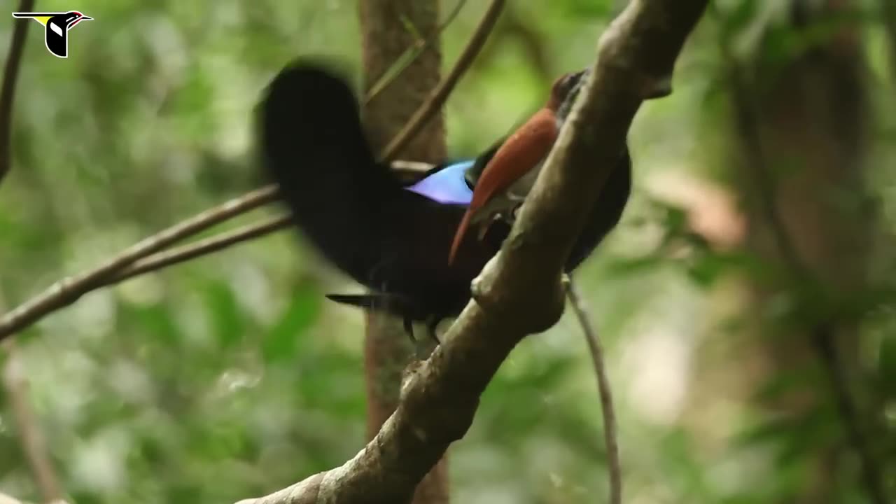 Magnificent riflebird