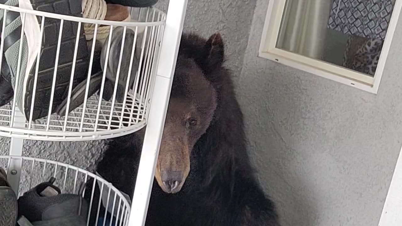 Bear Wants To Be Real Estate Agent