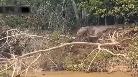 Animals fights