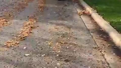 Oddly satisfying lawn care