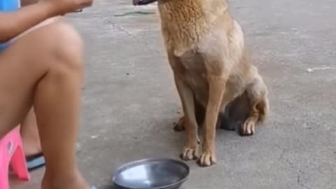 The smart dog knows how to bring a bowl to ask for food for you