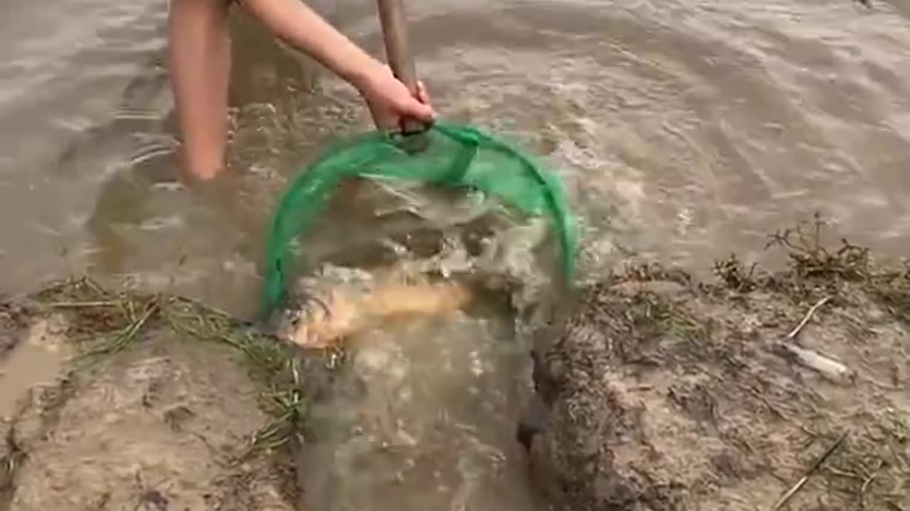 Amazing Rural Fishing Video 🐟 Best Asian Fishing Technique 🐟 #shorts