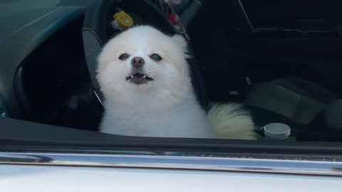 Pomeranian