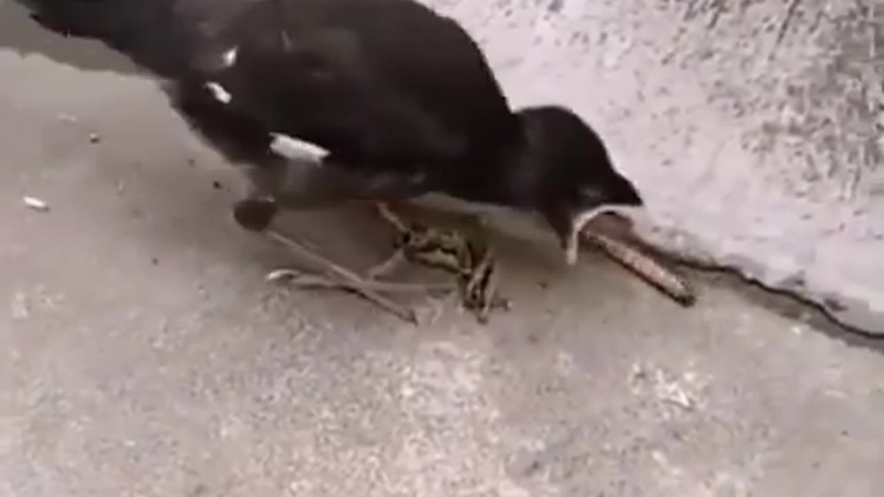 Young birds thinking food will automatically jump to their mouth