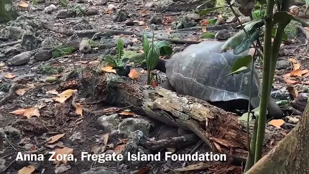 ‘Vegetarian’ giant tortoise filmed attacking and eating seabird