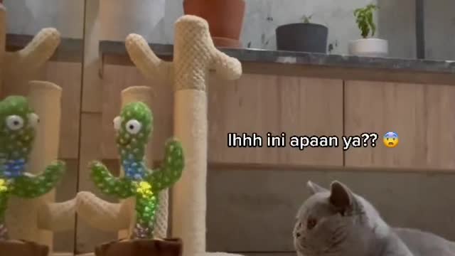 How Cute?! My Cat Play with my cactus doll