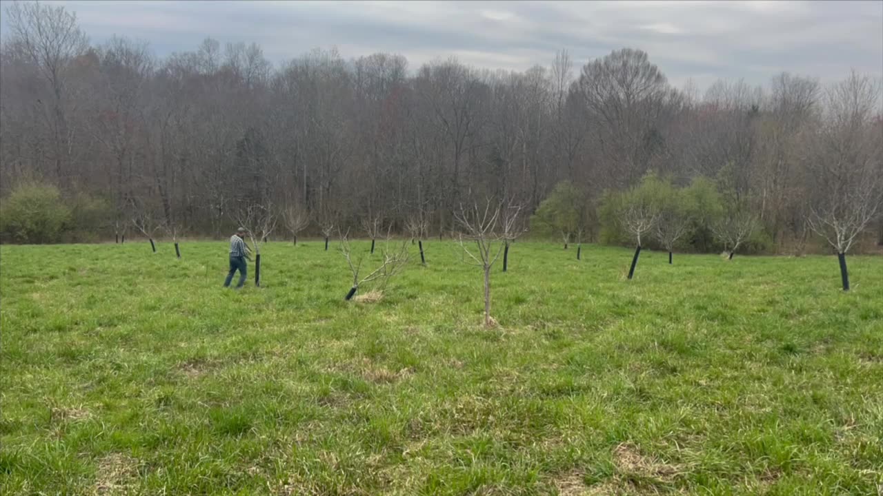 Orchard pruning simplified!