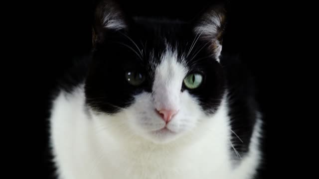 Black/White Cat staring