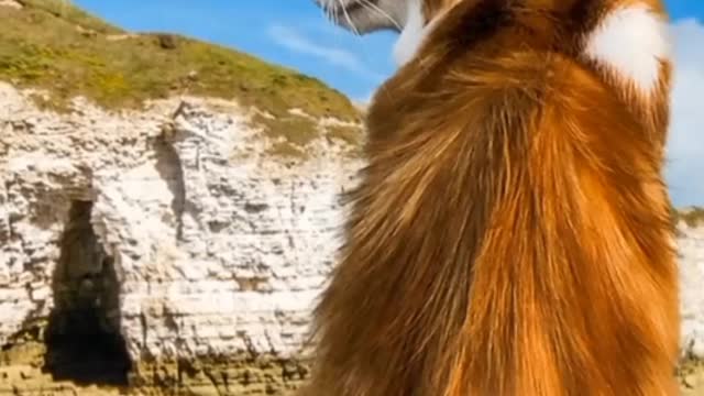 Cat attitude video 🐈🐈🐈