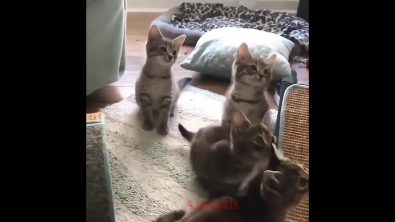 Cute and Funny Kittens -beautiful kittens