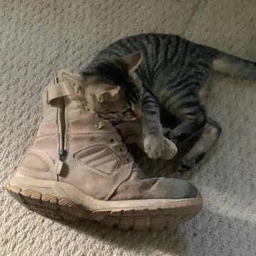An ol boot is the best cat toy🤪