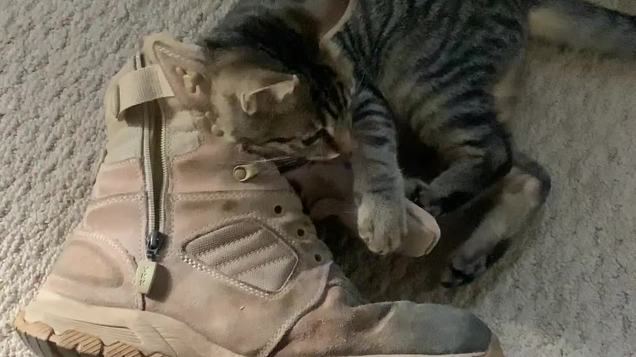 An ol boot is the best cat toy🤪