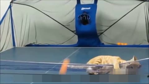 funny cat compilation