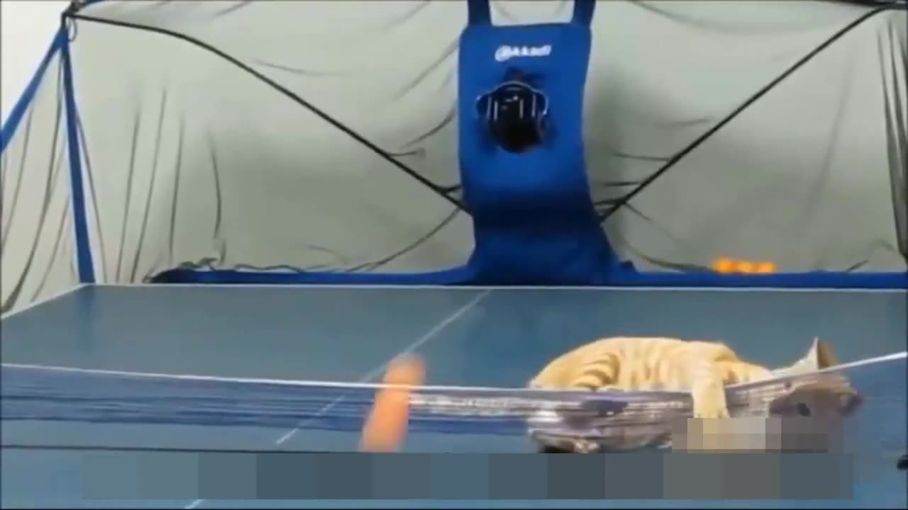 funny cat compilation