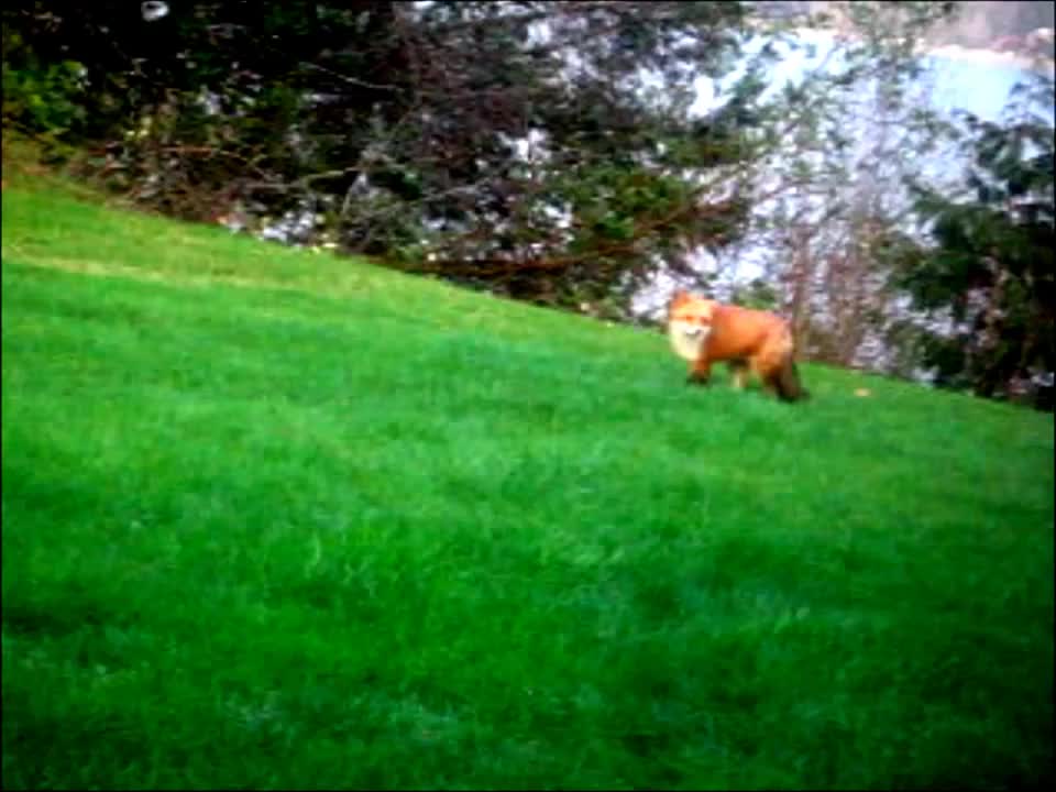 Slow motion of full grown red fox