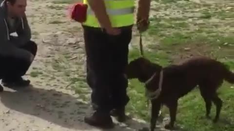 Dog meeting his bud after a long time