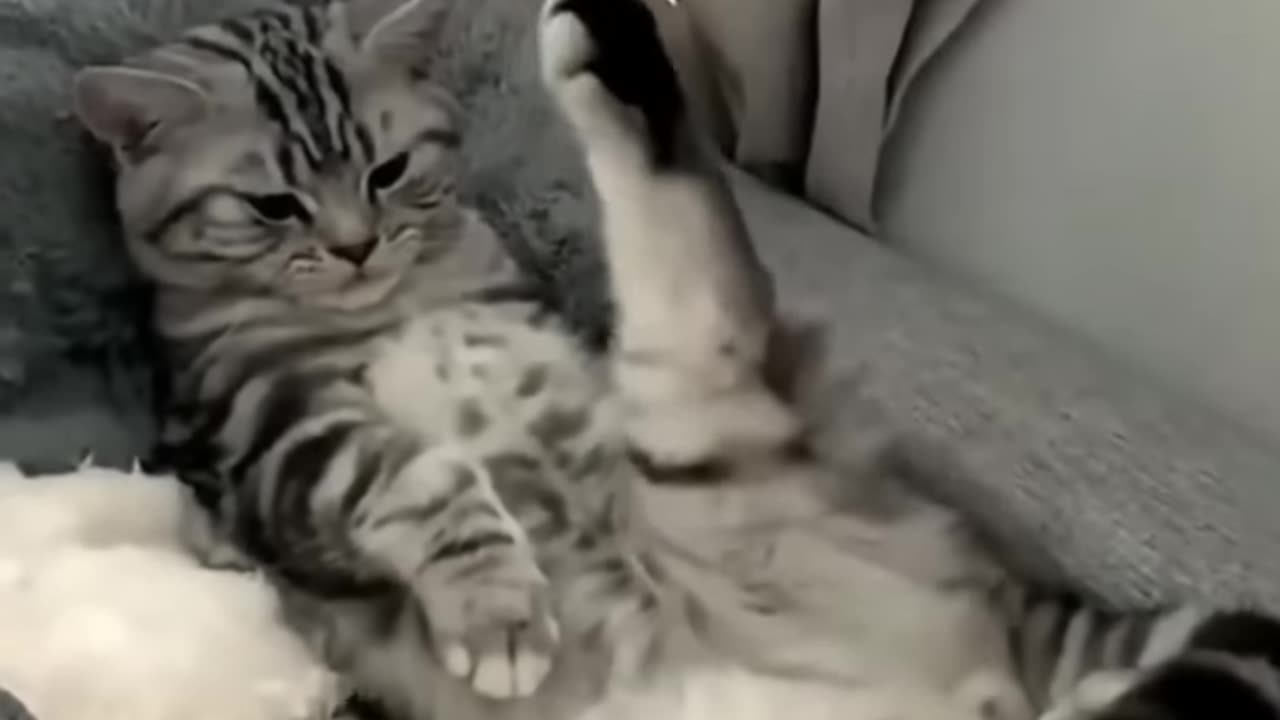 Cat reaction 😂😂