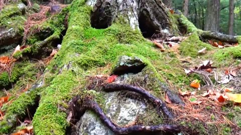 Tree Face