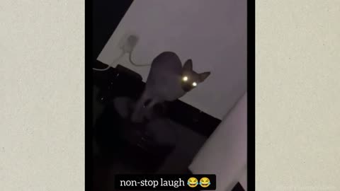 Non-stop laughing video