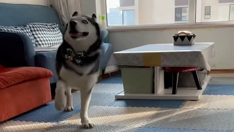 An animal that walks strangely