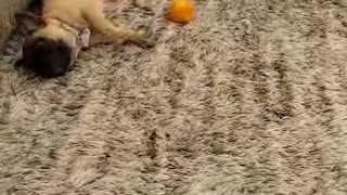 Cookie plays with orange