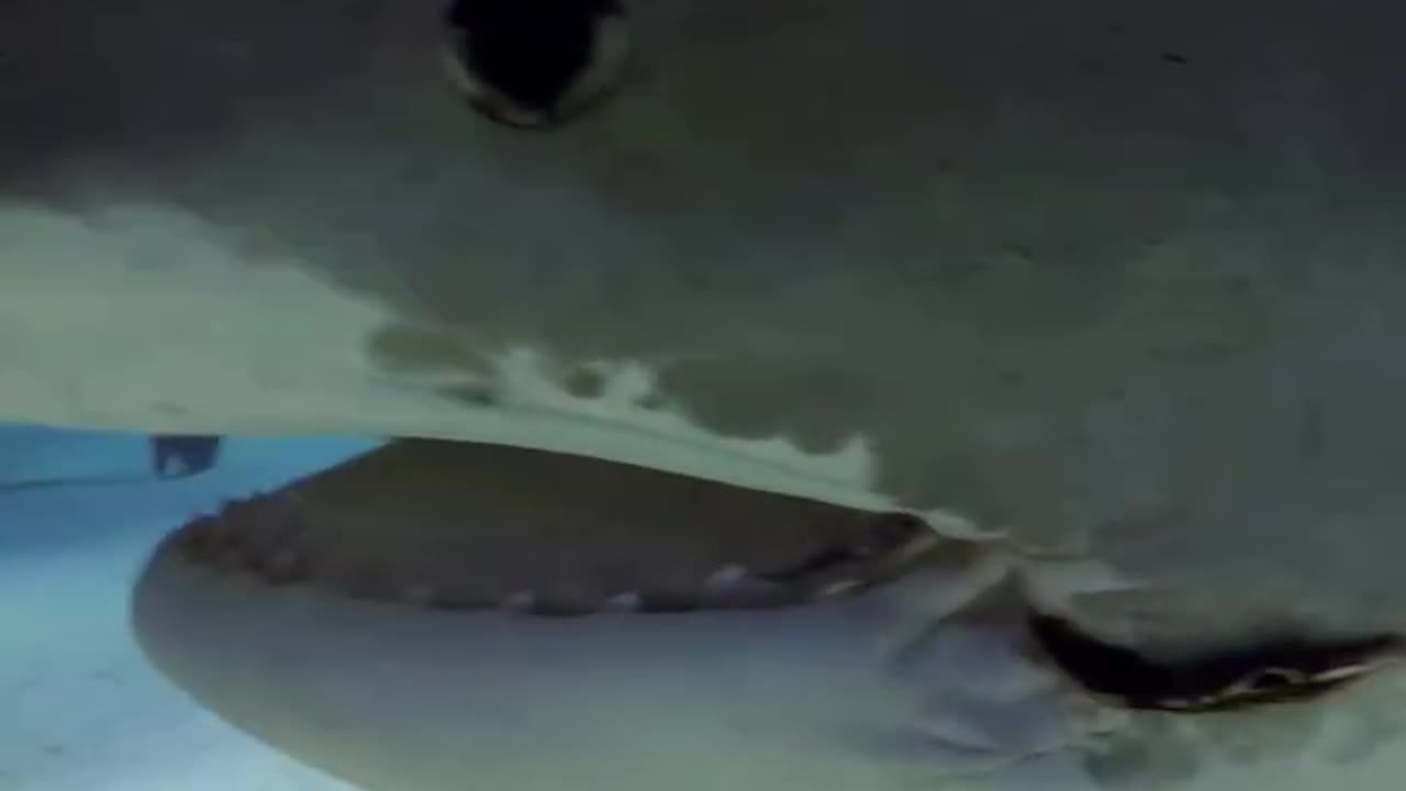 Tiger shark