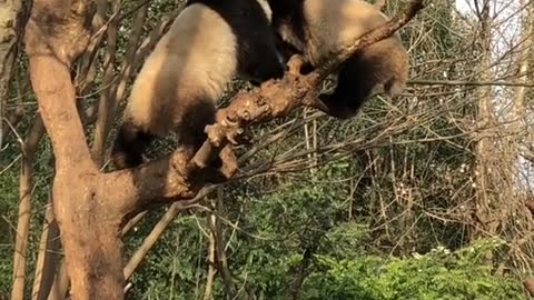 The panda