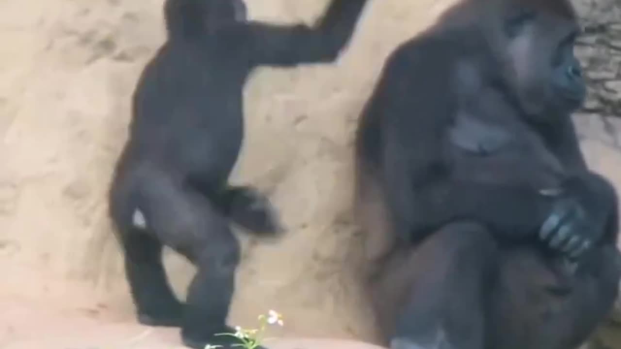 Kids Are Annoying Regardless Of Species