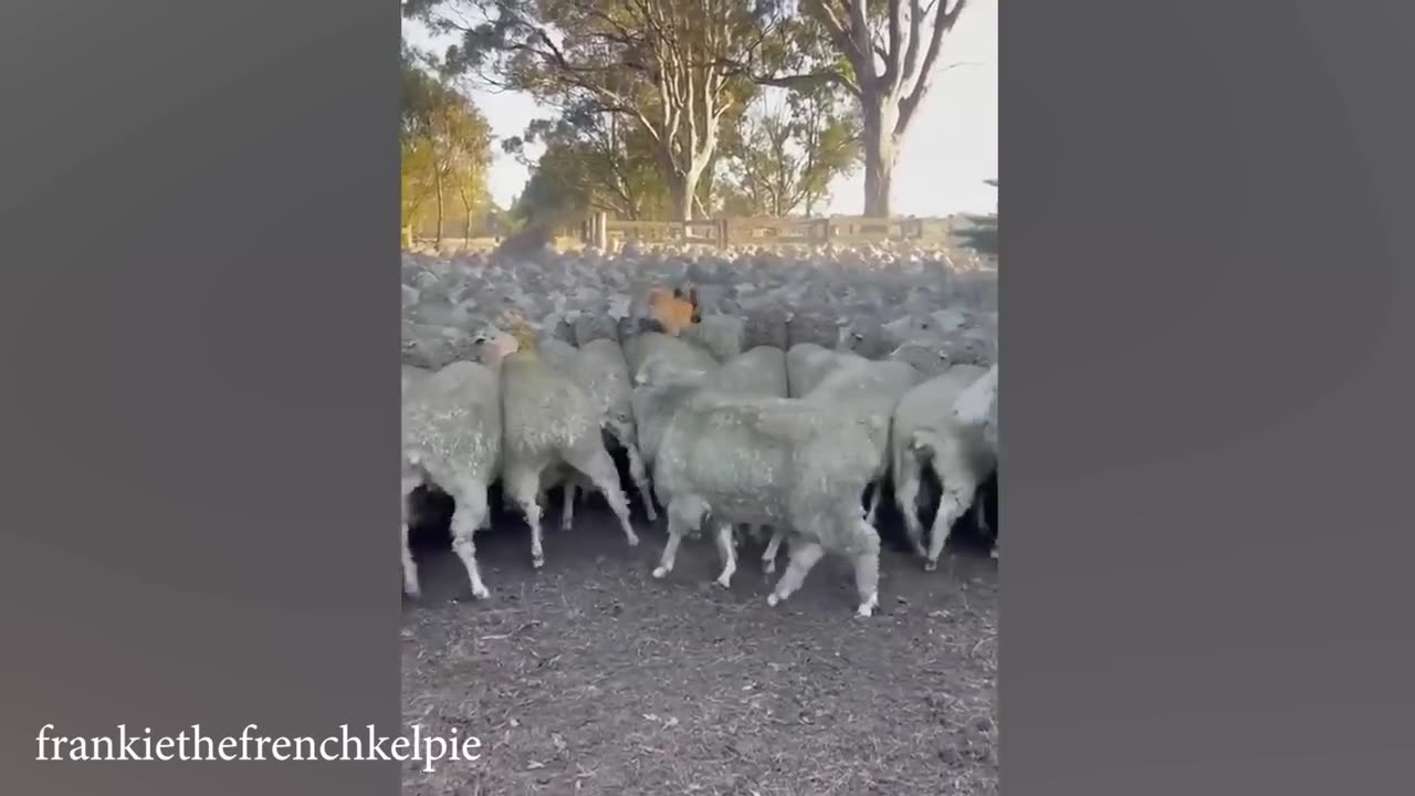 Funny videos #9
