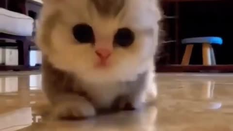 Baby Cats - Cute and Funny Cat Videos