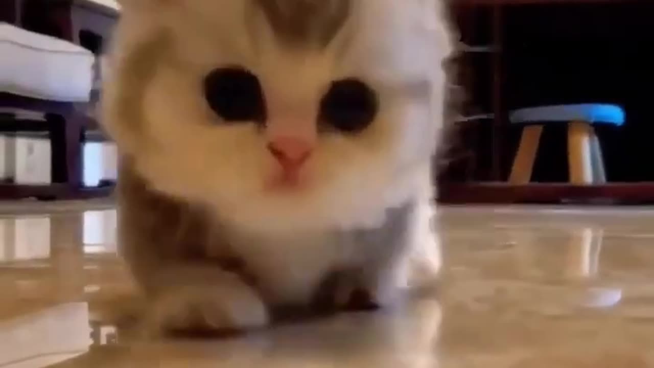 Baby Cats - Cute and Funny Cat Videos
