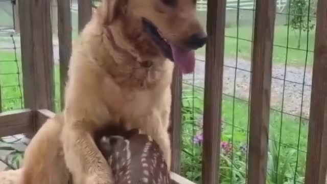 Dog and deer real friendship beautiful moment.