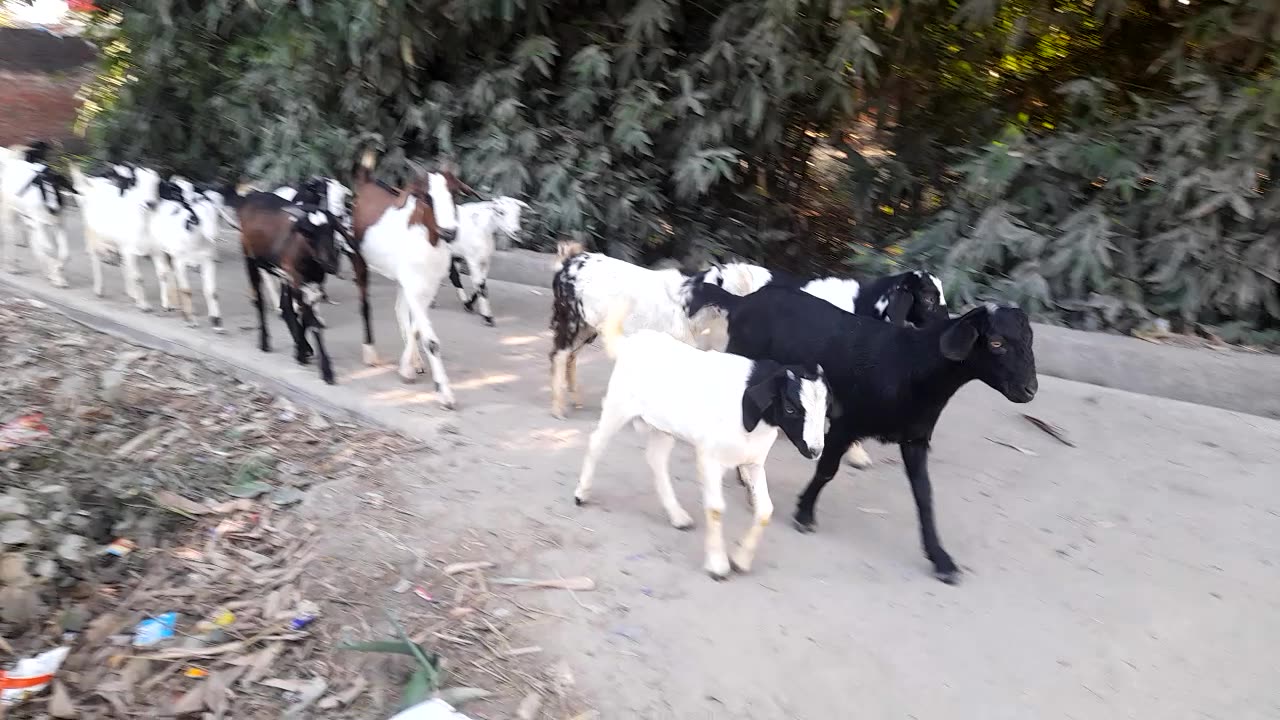 Gav ki bakri