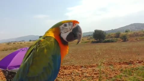 Guacamayo Catalina