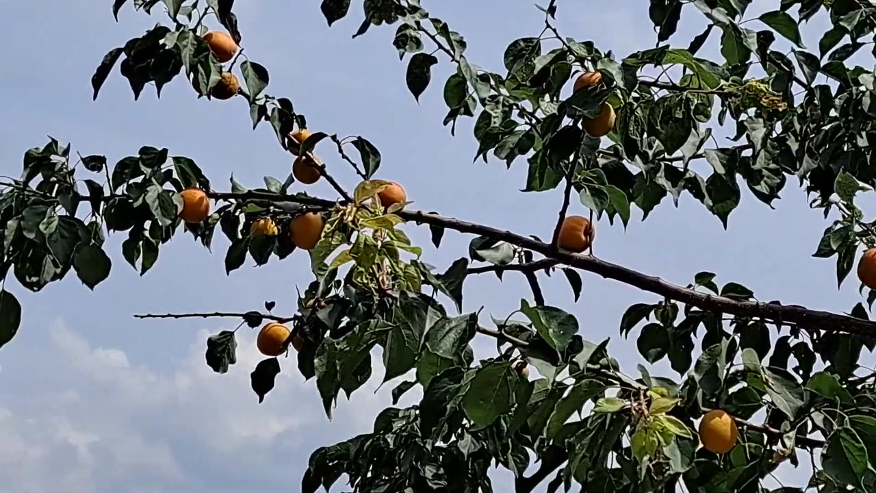 토종벌과 살구